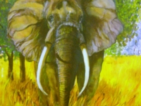 elephant