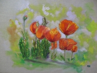 coquelicots